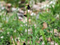 Ophrys bertolonii 36, Saxifraga-Hans Dekker