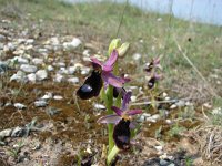 Ophrys bertolonii 7, Saxifraga-Jasenka Topic