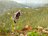 Ophrys bertolonii ssp balearica 18, Saxifraga-Ed Stikvoort