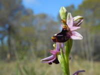 Ophrys bertolonii ssp balearica 19, Saxifraga-Ed Stikvoort