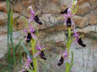 Ophrys bertolonii ssp balearica 22, Saxifraga-Ed Stikvoort