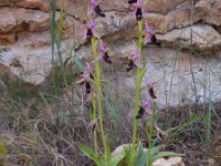 Ophrys bertolonii ssp balearica 23, Saxifraga-Ed Stikvoort