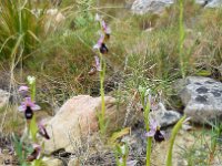 Ophrys bertolonii ssp balearica 29, Saxifraga-Ed Stikvoort