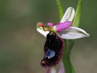 Ophrys bertolonii 32, Saxifraga-Hans Dekker