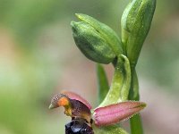 Ophrys bertolonii 34, Saxifraga-Hans Dekker