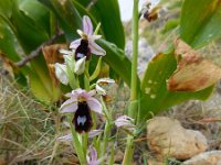 Ophrys bertolonii ssp balearica 27, Saxifraga-Ed Stikvoort