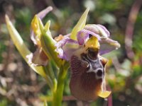 Ophrys biancae 14, Saxifraga-Hans Dekker