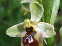 Ophrys biancae 4, Saxifraga-Hans Dekker