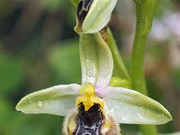 Ophrys biancae 6, Saxifraga-Hans Dekker