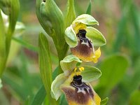 Ophrys biancae 7, Saxifraga-Hans Dekker