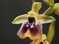 Ophrys biancae 9, Saxifraga-Hans Dekker