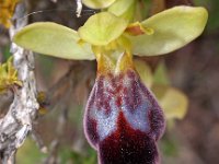 Ophrys bilunulata 5, Saxifraga-Hans Dekker