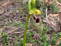 Ophrys bilunulata 7, Saxifraga-Hans Dekker