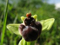 Ophrys bombyliflora 2, Saxifraga-Rutger Barendse