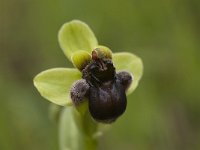 Ophrys bombyliflora 23, Saxifraga-Willem van Kruijsbergen