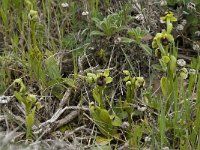 Ophrys bombyliflora 25, Saxifraga-Willem van Kruijsbergen