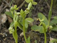 Ophrys bombyliflora 26, Saxifraga-Willem van Kruijsbergen