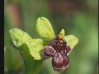 Ophrys bombyliflora 3, Saxifraga-Eugen Schaub