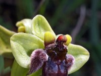 Ophrys bombyliflora 30, Saxifraga-Hans Dekker