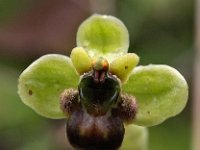 Ophrys bombyliflora 31, Saxifraga-Hans Dekker