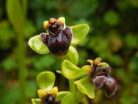 Ophrys bombyliflora 35, Saxifraga-Ed Stikvoort