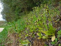 Ophrys bombyliflora 38, Saxifraga-Ed Stikvoort