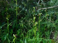 Ophrys bombyliflora 43, Saxifraga-Ed Stikvoort