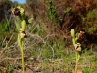 Ophrys bombyliflora 45, Saxifraga-Ed Stikvoort