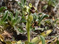 Ophrys bombyliflora 56, Saxifraga-Sonja Bouwman  Weidehommelophrys - Ophrys bombyliflora - Orchidaceae familie