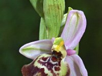 Ophrys calliantha 3, Saxifraga-Hans Dekker