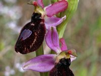 Ophrys catalaunica 4, Saxifraga-Hans Dekker