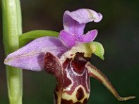 Ophrys cerastes 3, Saxifraga-Hans Dekker