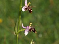 Ophrys cerastes 8, Saxifraga-Hans Dekker