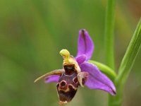 Ophrys cerastes 9, Saxifraga-Hans Dekker