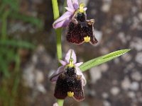 Ophrys chestermanii 15, Saxifraga-Hans Dekker