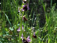 Ophrys chestermanii 2, Saxifraga-Jeroen Willemsen