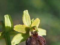 Ophrys classica 12, Saxifraga-Hans Dekker