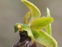 Ophrys classica 6, Saxifraga-Hans Dekker