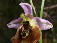 Ophrys collosaea 2, Saxifraga-Hans Dekker