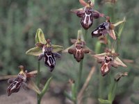 Ophrys cretica 19, Saxifraga-Jan van der Straten