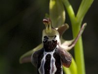 Ophrys cretica 20, Saxifraga-Jan van der Straaten