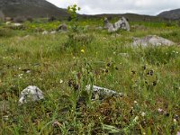 Ophrys cretica ssp ariadnae 25, Saxifraga-Harry Jans