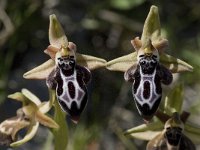 Ophrys cretica ssp cretica 13, Saxifraga-Willem van Kruijsbergen