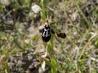 Ophrys cretica ssp cretica 17, Saxifraga-Willem van Kruijsbergen