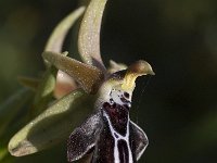 Ophrys cretica ssp cretica 4, Saxifraga-Willem van Kruijsbergen