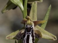 Ophrys cretica ssp cretica 8, Saxifraga-Willem van Kruijsbergen