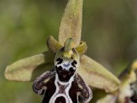 Ophrys cretica ssp cretica 9, Saxifraga-Willem van Kruijsbergen