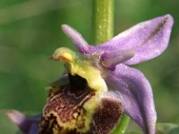 Ophrys dinarica 3, Saxifraga-Hans Dekker