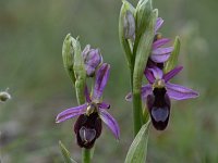 Ophrys drumana 10,, Saxifraga-Luuk Vermeer