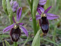 Ophrys drumana 11,, Saxifraga-Luuk Vermeer